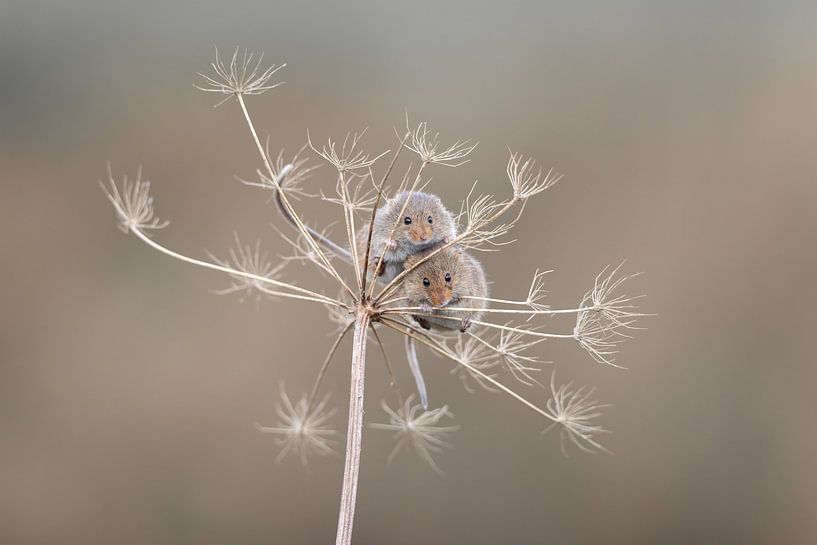Nature photography by Marieke Deinum