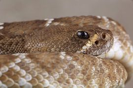 Red Diamond Rattlesnake (Crotlus ruber) by Ronald Pol