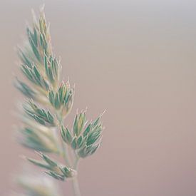 Blühendes Gras von Nadia Feys