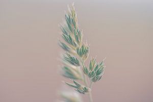 L'herbe en fleur