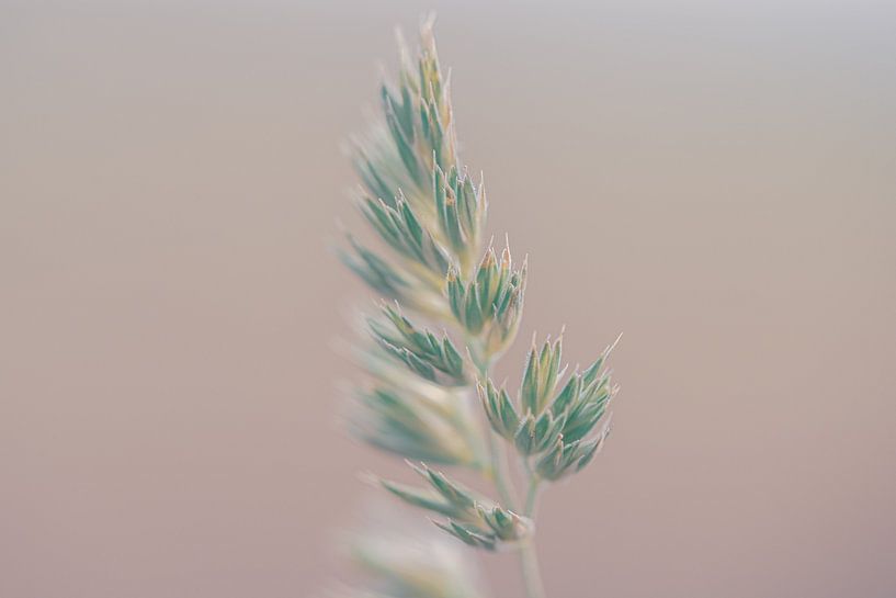 Blühendes Gras von Nadia Feys
