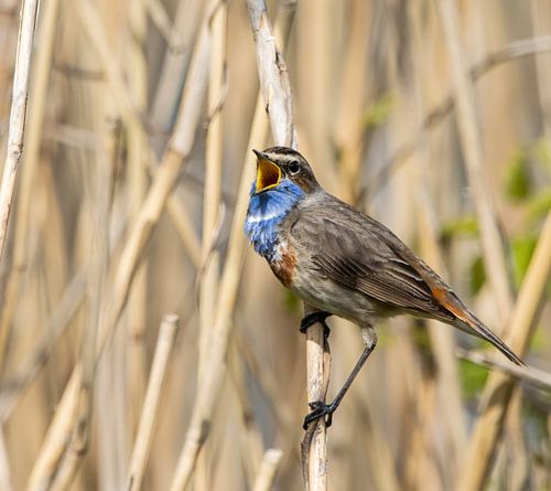 Blaukehlchen singt im Takt