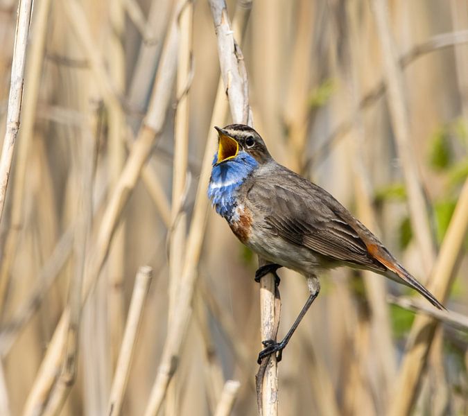 Bluethroat is singing away by Mart Spijker