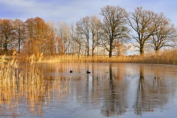 frosty lake with coot in the ice-free area. Trees at the edge and reeds in the lake. by Martin Köbsch