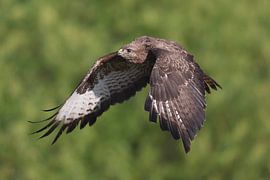 Common Buzzard (Buteo buteo) by Ronald Pol