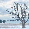 Un arbre mort par une froide journée d'hiver sur Cor de Hamer