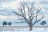Dode boom op een koude winterdag van Cor de Hamer thumbnail