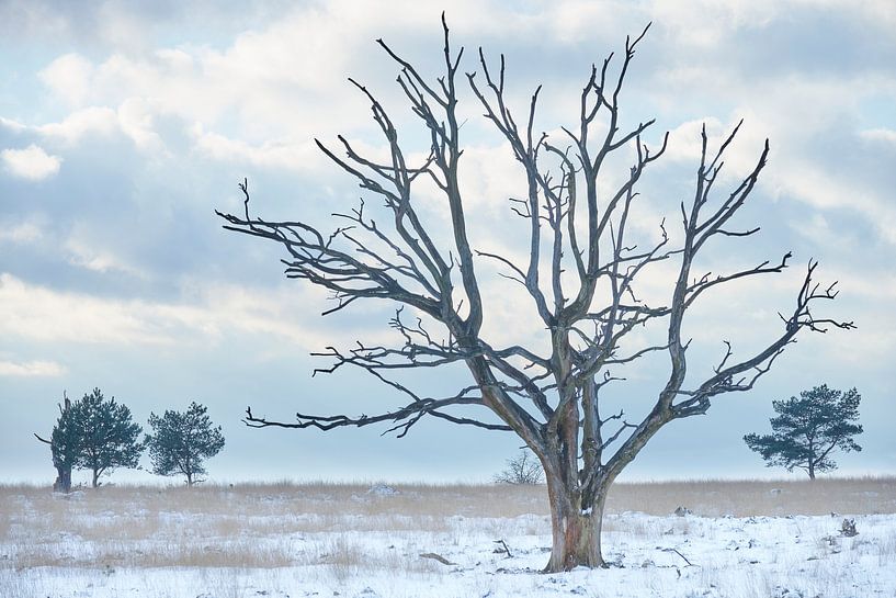 Dode boom op een koude winterdag van Cor de Hamer