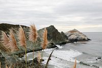 Plumes swaying in the wind. View over the coast at Big Sur