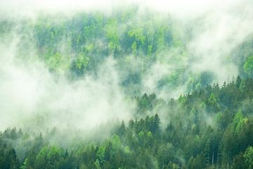 Wolken boven het bos in de Alpen