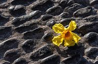 Transience by Bettina Schnittert thumbnail