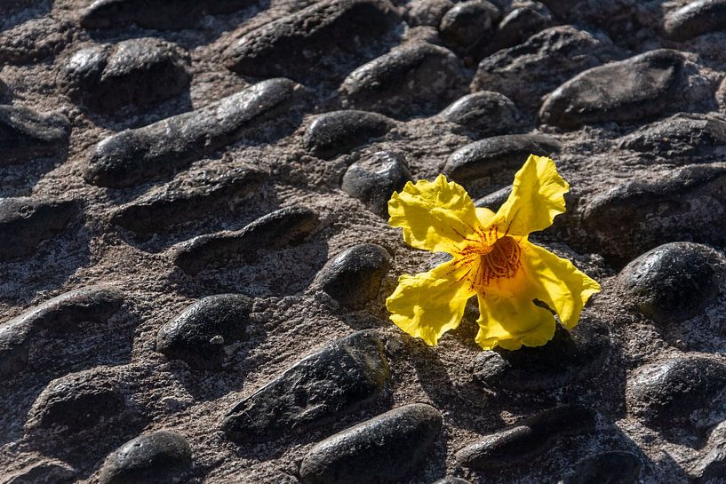 Transience by Bettina Schnittert