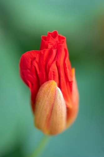 Nasturtium in bright red