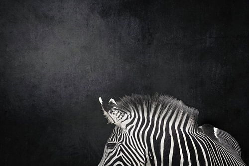 Zèbre rayé de Grace sur fond sombre