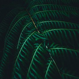 Hike through Madeira by JNphotography