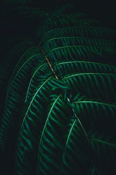 Randonnée à Madère