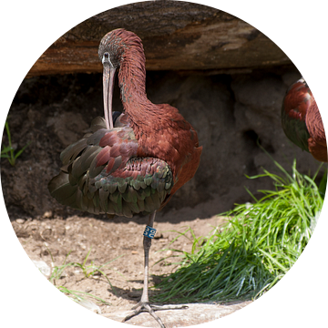 Zwarte Ibis : DierenPark Amersfoort van Loek Lobel