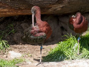 Black Ibis : Animal Park Amersfoort by Loek Lobel