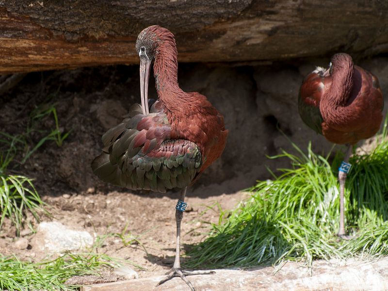 Ibis noir : Parc animalier d'Amersfoort par Loek Lobel