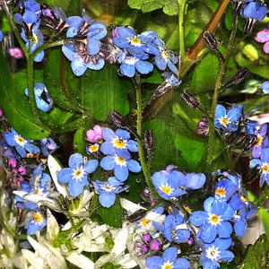 Im Wasserglas - Wasserblüten von Christine Nöhmeier