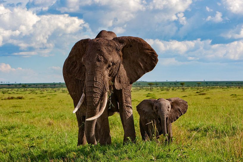 Mamma olifant met kleintje van Peter Michel
