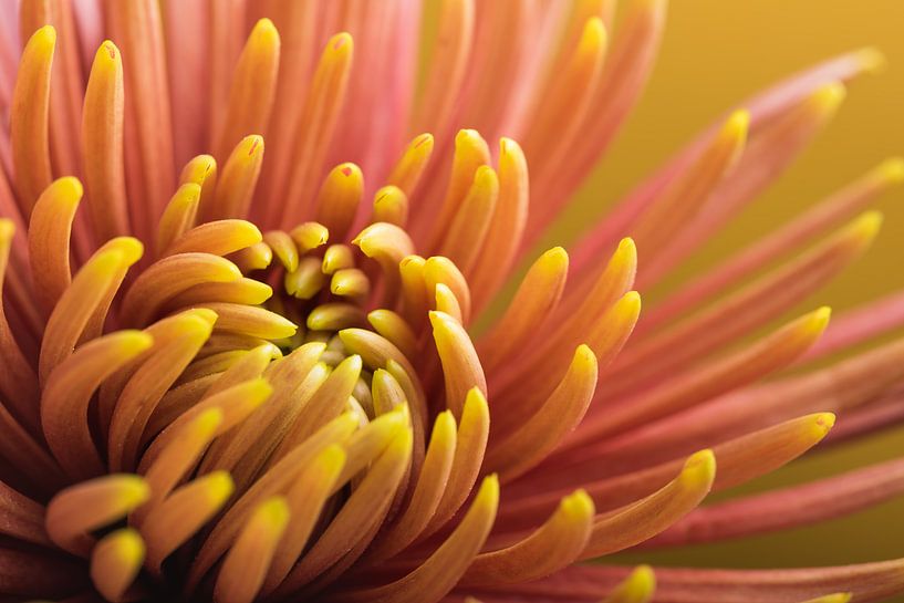Opening Chrysanthemum by Marjolijn van den Berg