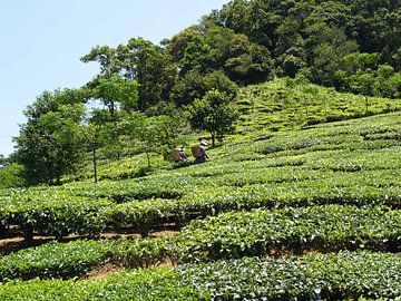 Green tea plantations by Marleen Berendse
