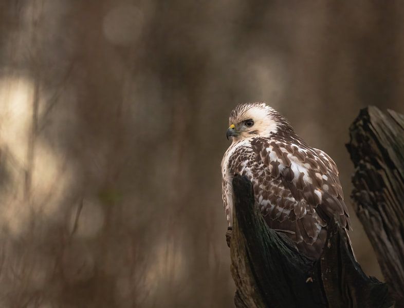 buzzard part 4 by Tania Perneel