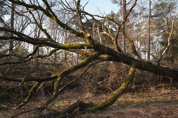 Dwingelderveld – Drenthe (Niederlande) von Marcel Kerdijk