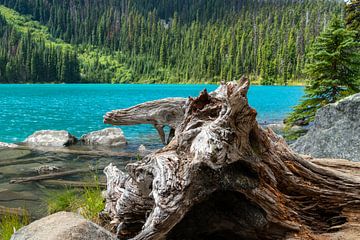 Picturesque tree stump in front of turquoise water of Joffre Lake by Hans-Heinrich Runge