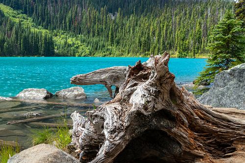 Malerischer Baumstumpf vor türkisfarbenem Wasser des Joffre Lake