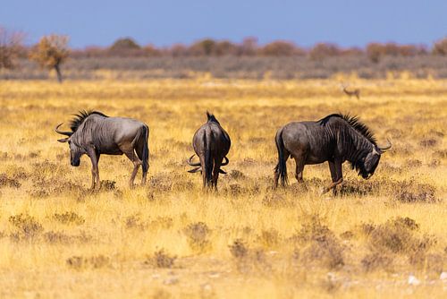 Gnus in Abenddämmerung