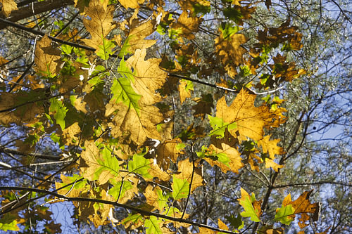 Autumn leaves in every colour