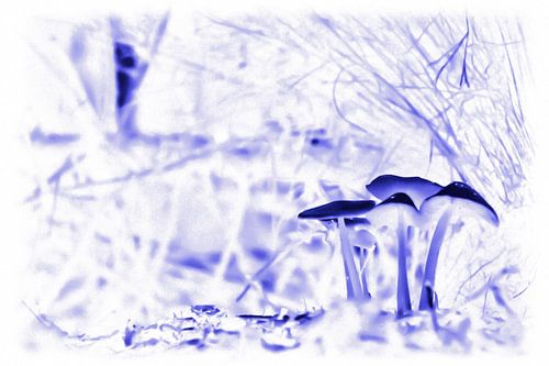 Blauwe paddestoelen