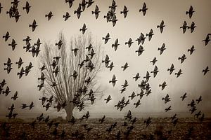 Essaim d'oiseaux.