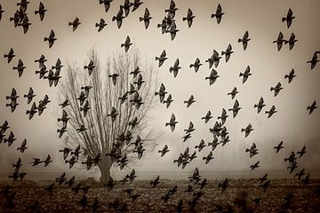 Bird swarm. by natascha verbij