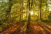 Wald mit durchscheinender Sonne von Dirk van Egmond Miniaturansicht