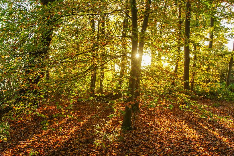Wald mit durchscheinender Sonne von Dirk van Egmond