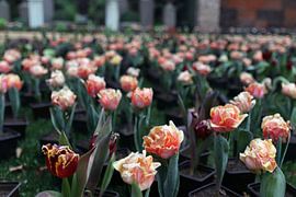 Printemps sur Tina