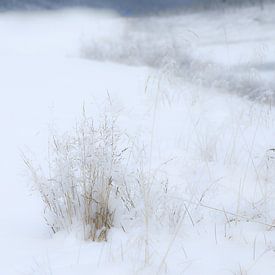 sneeuwlandschap van Ries IJsseldijk