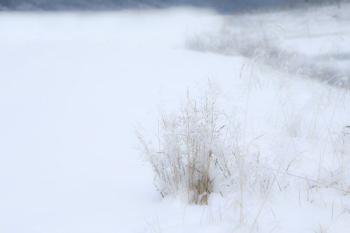 sneeuwlandschap