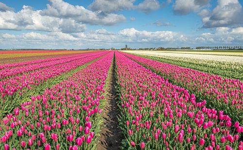 Kleurige tulpenvelden in Nederland