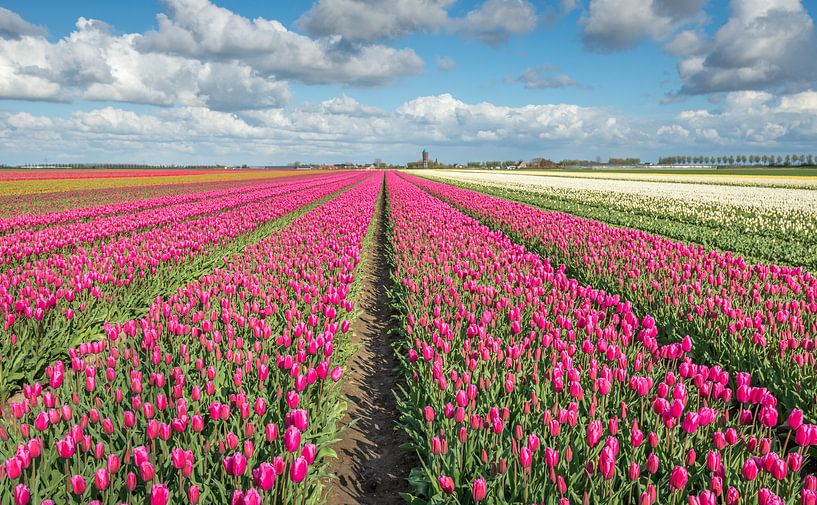 Bunte Tulpenfelder in den Niederlanden von Ruud Morijn