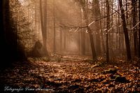 Zonne stralen in t bos.
