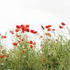 Mohnblumen von Yvonne Blokland