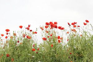 Mohnblumen