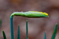 Narcissus