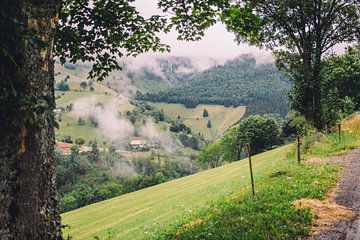 Forêt noire dans la brume sur Patrycja Polechonska