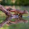 Écureuil roux brun sur une branche au-dessus de l'eau sur Jolanda Aalbers