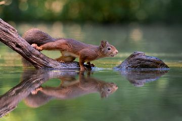 Braunes rotes Eichhörnchen auf einem Ast über dem Wasser